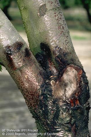 Trunk damaged by mallet wound canker, Ceratocystis canker.