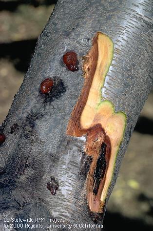 Trunk damaged by mallet wound canker, Ceratocystis canker.