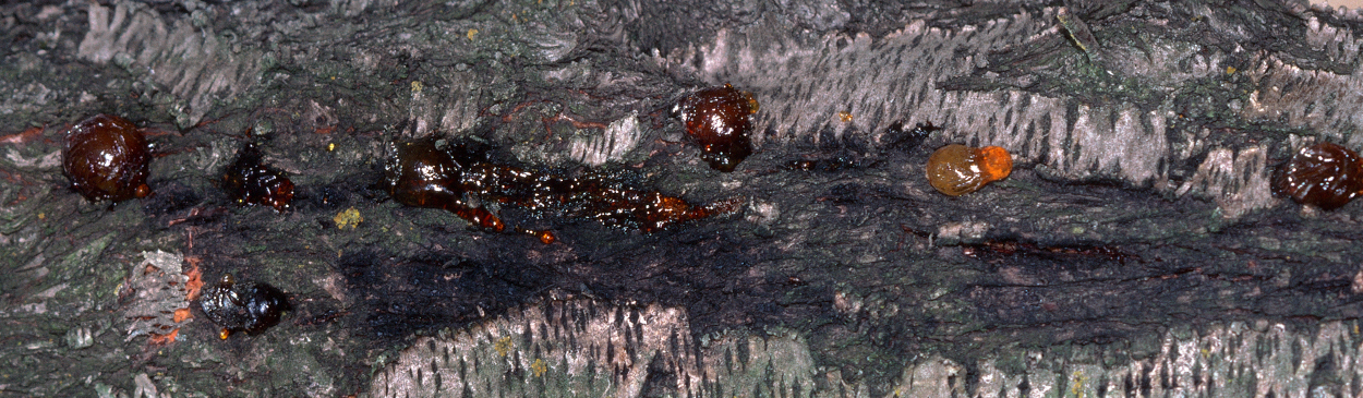 Amber-colored gumming caused by mallet wound (Ceratocystis) canker.