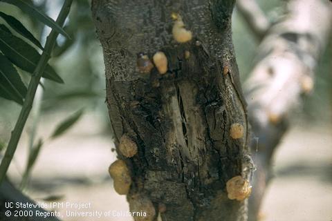 Trunk damaged by Ceratocystis canker.