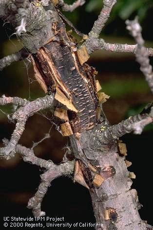 Bark peeling off revealing dark, decayed wood underneath. A disease called sappy bark, or papery bark, <i>Trametes versicolor</i>.