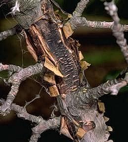 Sappy bark peeling off and revealing dark, decayed wood underneath.