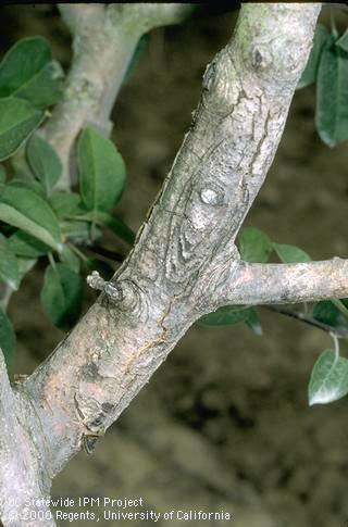 An irregular, oval bark canker due to sappy bark, or papery bark, <i>Trametes versicolor</i>. Bark will peel off of the canker.