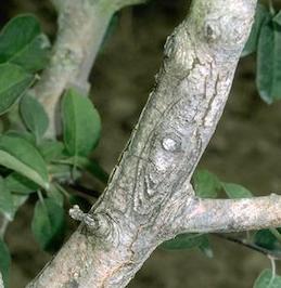 A sappy bark canker from which bark has not yet peeled off.