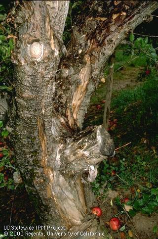 A large canker from which bark has peeled off at the site of a poor pruning cut where a branch stub was left. A disease called sappy bark, or papery bark, <i>Trametes versicolor</i>.