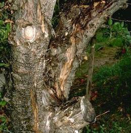 A sappy bark canker on a poorly pruned tree where a branch stub was left.