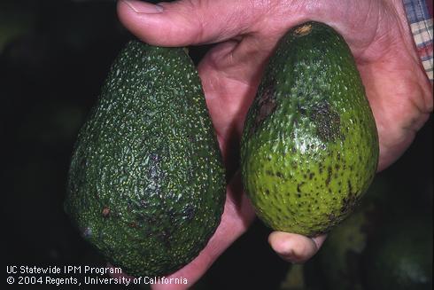 Avocado fruit with black specks or lesions of anthracnose, caused by <I>Colletotrichum gloeosporioides.</I>.