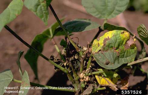 Symptoms of anthracnose on bean foliage caused by <i>Colletotrichum lindemuthianum.</i>.