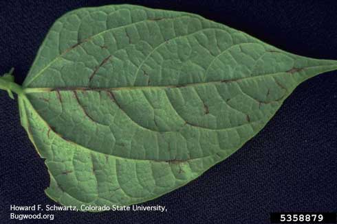 Symptoms of anthracnose on bean foliage caused by <i>Colletotrichum lindemuthianum.</i>.