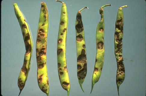 Fruit symptoms of anthracnose.