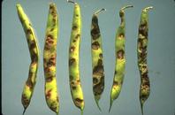 Bean anthracnose