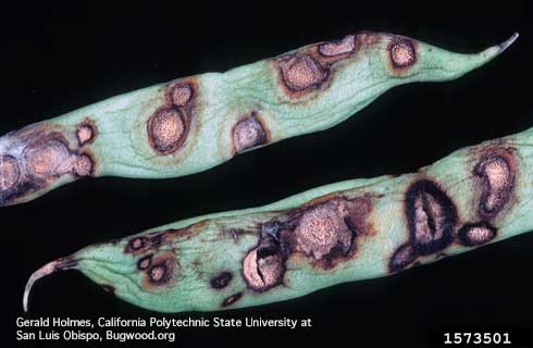 Lesions on bean pods caused by anthracnose, <i>Colletotrichum lindemuthianum.</i>.