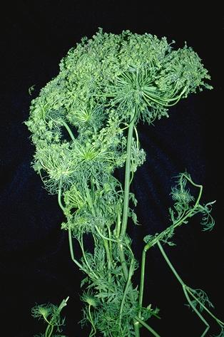 A dense cluster of dwarfed carrot shoots caused by aster yellows.