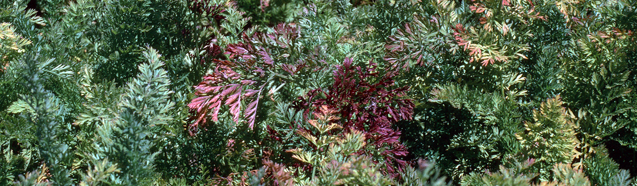 Carrots with foliage that is red and purple due to Carrot redleaf virus (CRLV).