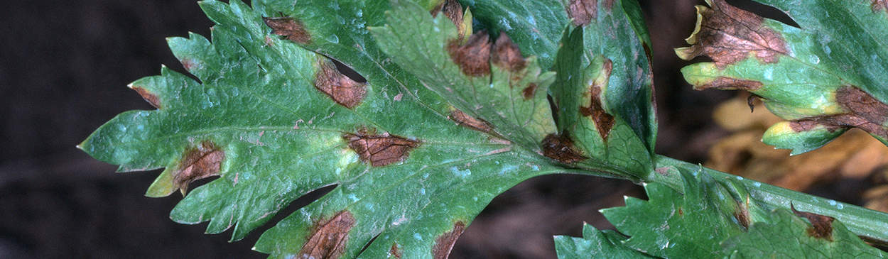 Early blight of celery, caused by Cercospora apii.