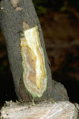 Trunk damaged by cachexia.