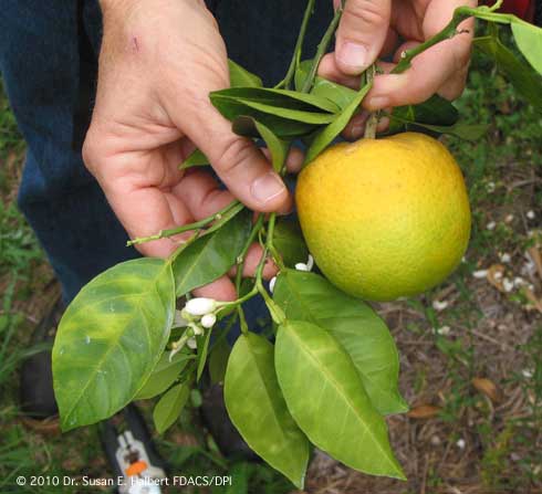 Asymmetrical yellow mottling of leaves and odd shape and greening of fruit, symptoms of Huanglongbing (citrus greening).