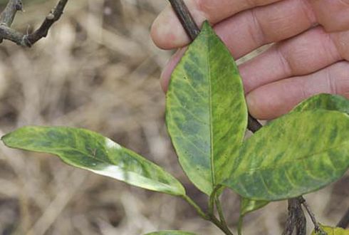 Mottling and yellowing of orange foliage that crosses leaf veins, a symptom of citrus greening (Huanglongbing) caused by an exotic tree-killing bacterium.