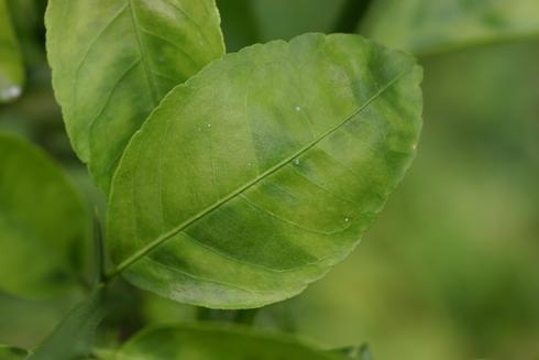 Asymmetrical mottling of a leaf, a symptom of citrus greening (Huanglongbing).