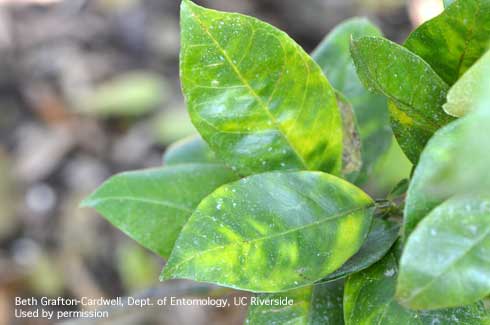 Asymmetrical yellow mottling of citrus leaves, symptoms of Huanglongbing (citrus greening).