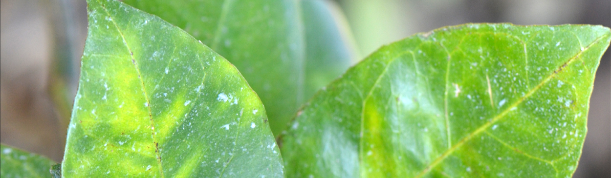 Asymmetrical yellow mottling of citrus leaves, symptoms of Huanglongbing (citrus greening).