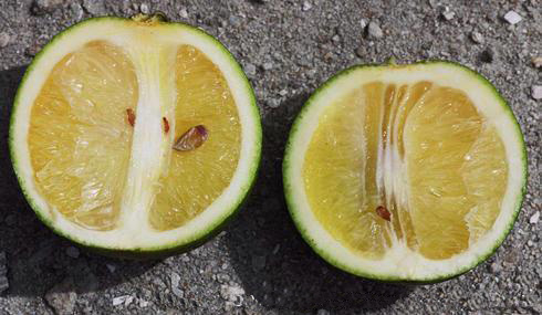 Fruit symptoms of citrus greening (Huanglongbing), caused by an exotic tree-killing bacterium. Small, lopsided fruit with dark seeds and rind that does not color properly.