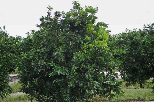 Leaf yellowing in about one-quarter of an orange tree canopy due to citrus greening or Huanglongbing, caused by a phloem-inhabiting bacterium spread by the Asian citrus psyllid, <I>Diaphorina citri.</I>.