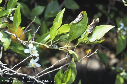 Black sporulation of the anthracnose fungus, <I>Colletotrichum gloeosporioides,</I> on necrotic leaves of Valencia orange. 