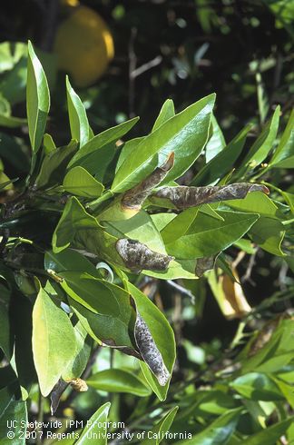 Black sporulation of the anthracnose fungus, <I>Colletotrichum gloeosporioides,</I> on necrotic leaves of Valencia orange. 