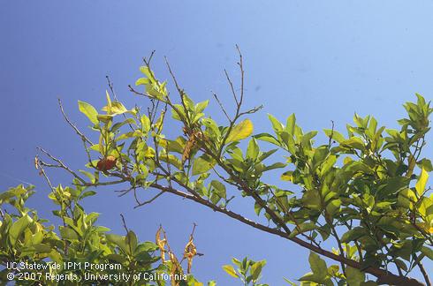 Bare twigs and sparse foliage on Valencia orange after premature leaf drop due to anthracnose caused by <I>Colletotrichum gloeosporioides</I>. 