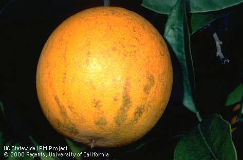 An orange fruit with anthracnose, <i>Colletotrichum gloeosporioides</i>, that has caused dark streaks on the rind called tearstain, or tearstreak.