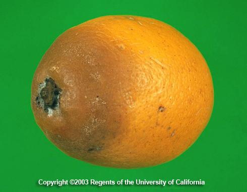 Brown decay of a citrus fruit due to anthracnose, <i>Colletotrichum gloeosporioides</i>.