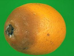 Brown decay of an orange fruit due to anthracnose.