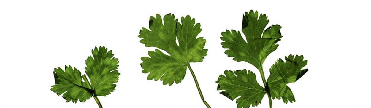 Bright yellow blotchy lesions on cilantro leaves caused by Cilantro yellow blotch virus.