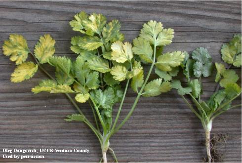 Bright yellow blotchy lesions on cilantro leaves caused by <i>Cilantro yellow blotch virus</i>.