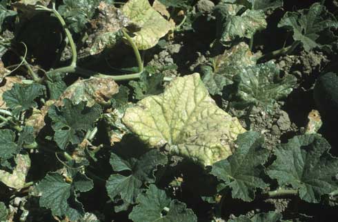 <i>Cucurbit aphid-borne yellows luteovirus</i> causes a general yellowing and eventual thickening of the older leaves with the major leaf veins remaining green.