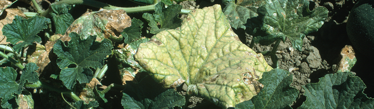 <i>Cucurbit aphid-borne yellows luteovirus</i> causes a general yellowing and eventual thickening of the older leaves with the major leaf veins remaining green.