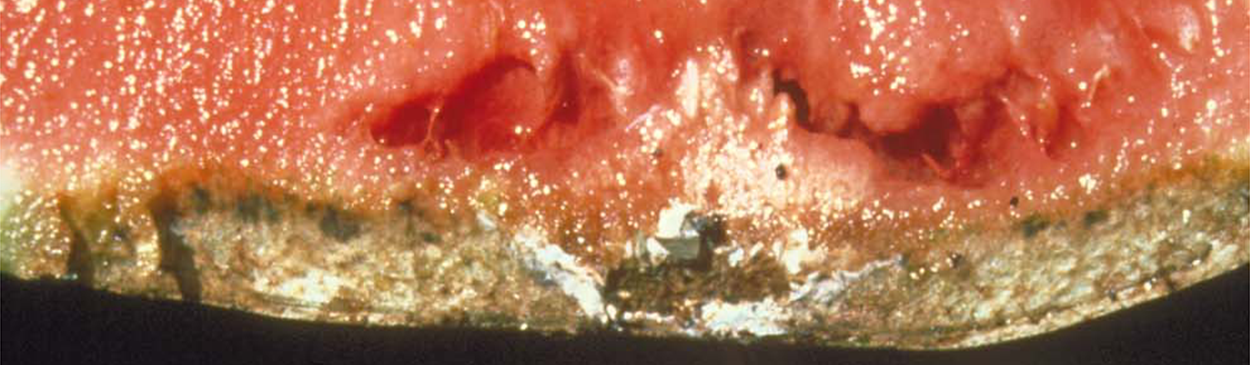 Watermelon fruit with dark, sunken lesions of anthroacnose, Colletotrichum lagenarium, on the rind.