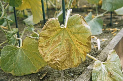 Cantaloupe leaves infected with <i>Cucumber mosaic virus</i> showing vein clearing, mosaic, and necrosis.