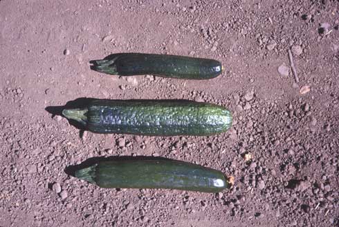 Zucchini fruit with symptoms of <i>Cucumber mosaic virus</i> (center) has a warty surface.