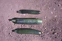 Zucchini fruit with symptoms of Cucumber mosaic virus (center) has a warty surface.