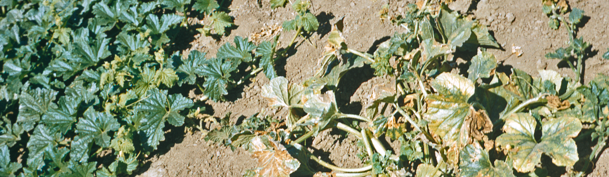 Melon plant with symptoms of Cucumber mosaic virus has mottled, chlorotic leaves with interveinal clearing.