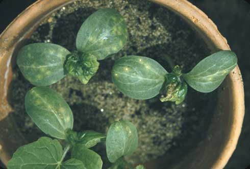 Leaves of watermelon seedlings with <i>Cucumber mosaic virus</i> showing vein clearing and mottling consisting of irregularly shaped, dark green areas alternating with light green to yellow areas.