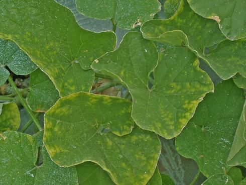 The first symptom of cucurbit yellow stunting disorder is a yellow spotting of leaves.