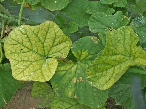 Leaves of plants infected with <i>Cucurbit yellow stunting disorder virus</i> develop pronounced interveinal chlorosis, where veins remain green while the rest of the leaf turns yellow.