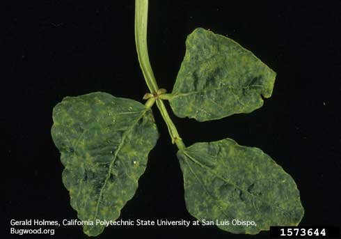 Cowpea leaves showing mosaic pattern and mottling, symptoms of Cucumber Mosaic Virus, <i>Cucumovirus CMV.</i>.