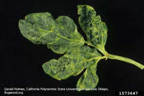 Cowpea leaves showing mosaic pattern and mottling, symptoms of Cucumber Mosaic Virus, <i>Cucumovirus CMV.</i>.