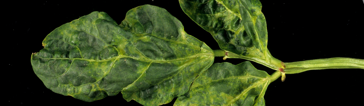 Cowpea leaves showing mosaic pattern and mottling, symptoms of Cucumber Mosaic Virus, Cucumovirus CMV.