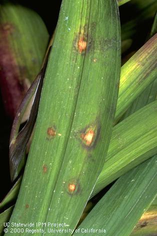 Cladosporium leaf spots on Freesia.