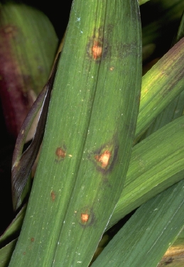 Leaf spot on Freesia